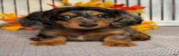 Miniature Dachshund dogs for sale: Annie - Ad 1