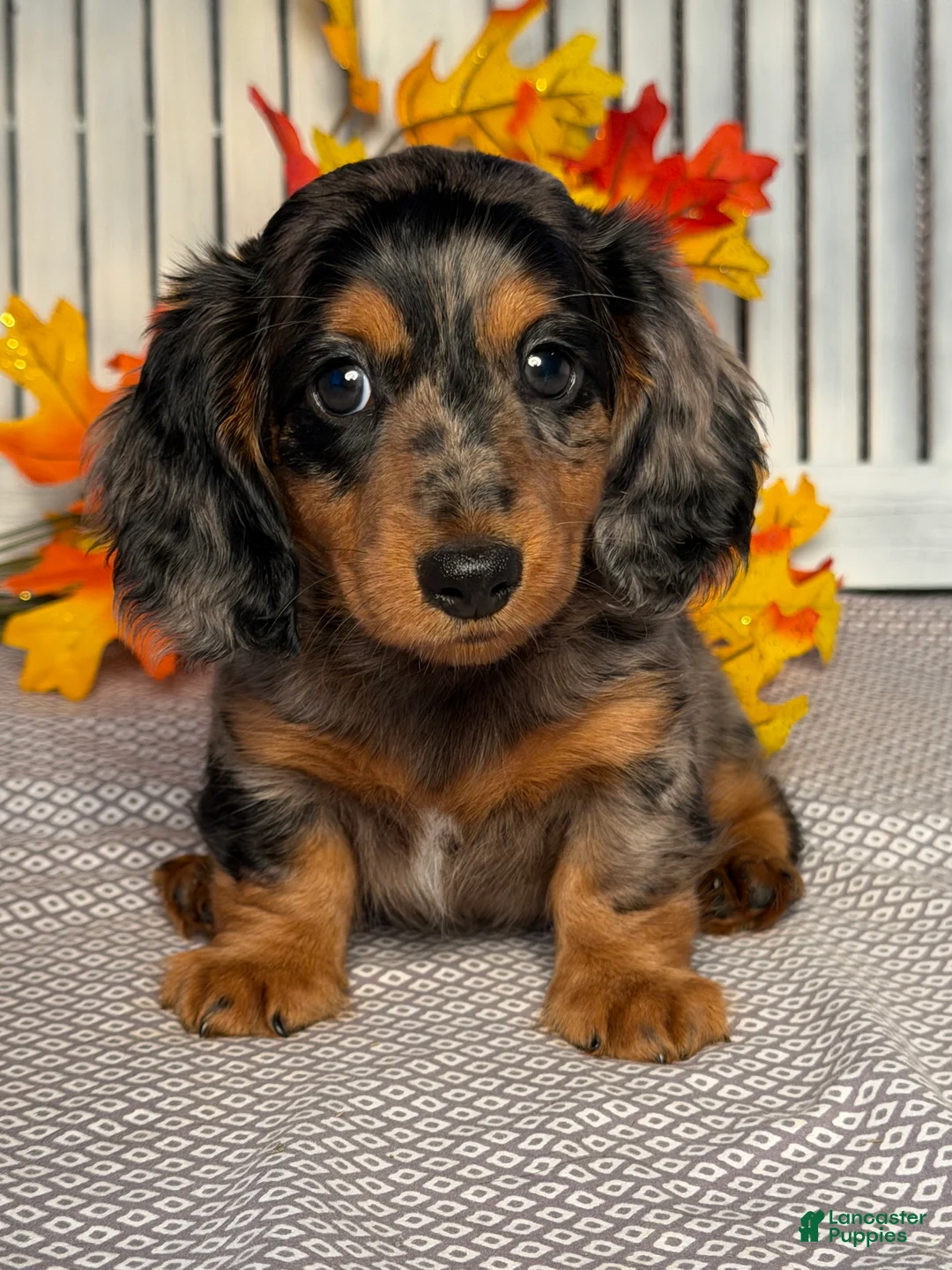 Miniature Dachshund dogs for sale: Annie - Ad 1