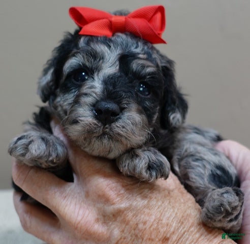 Toy Poodle dogs Milo - Ad 13