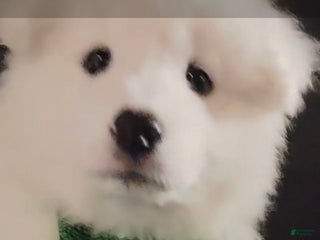 Samoyed dogs HULK - Ad 11