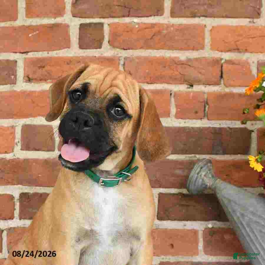 Puggle dogs Robbie - Ad 1