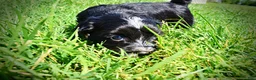 Havapoo dogs for sale: Taz - Ad 16
