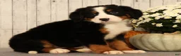 Bernese Mountain Dog dogs for sale: Heidi - Ad 8