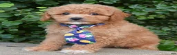 Cavapoo dogs for sale: Charlie - Ad 10