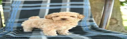 Bichpoo dogs for sale: Milo  - Ad 2