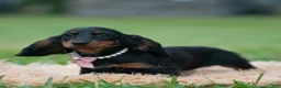 Miniature Dachshund dogs for sale: DeeDee - Ad 4