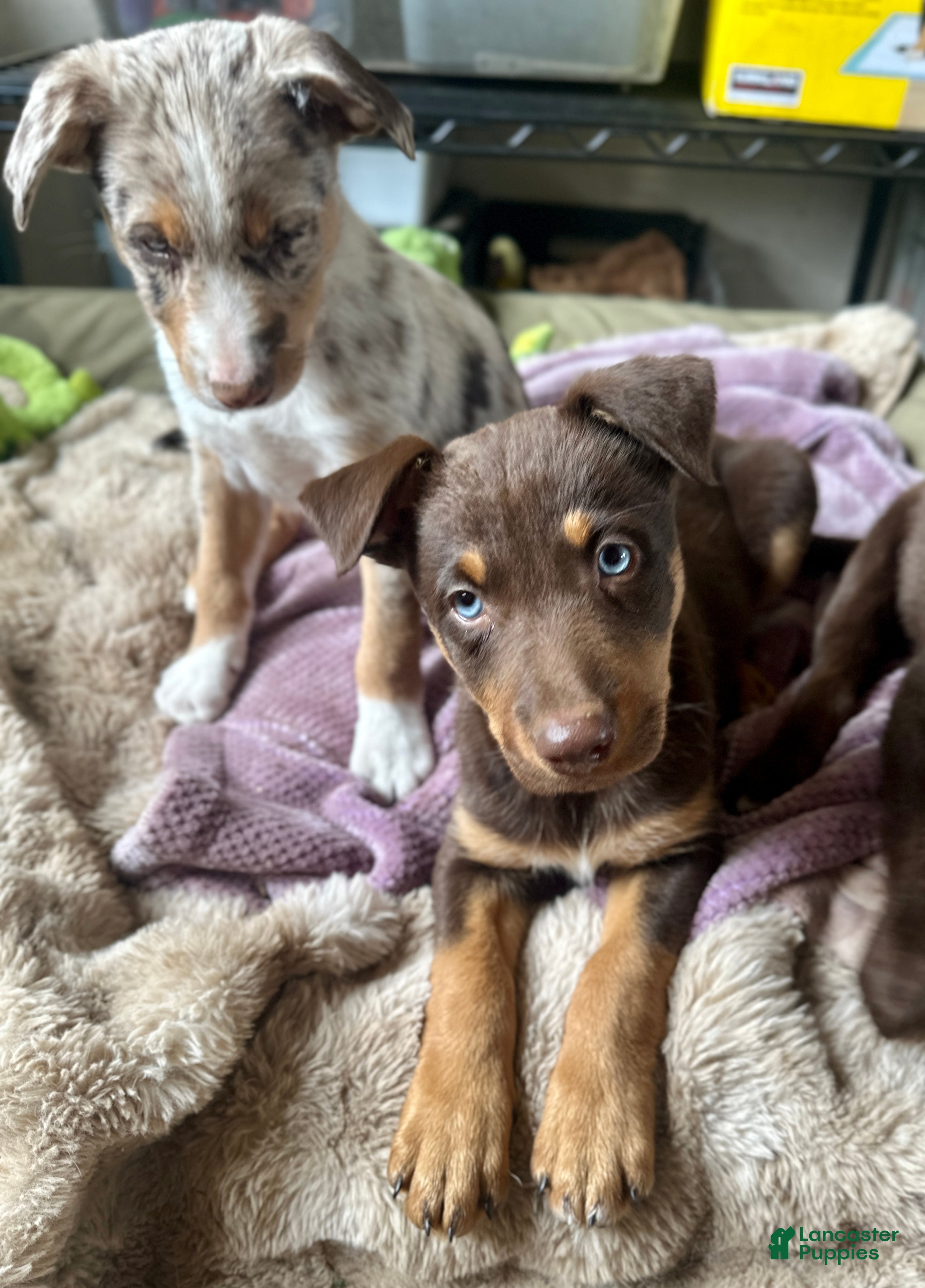Mixed Breed dogs Kelpie/Mcnab/Border Collie RED TRI MALE  - Ad 2