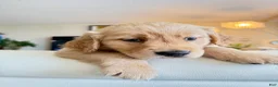 Golden Retriever dogs for sale: Golden Retriever 1 - Ad 6