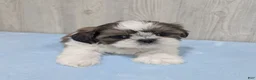Shih Tzu dogs for sale: Chase - Ad 3