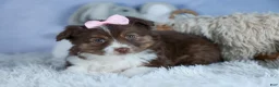 Miniature Australian Shepherd dogs for sale: ELLIE - Ad 22