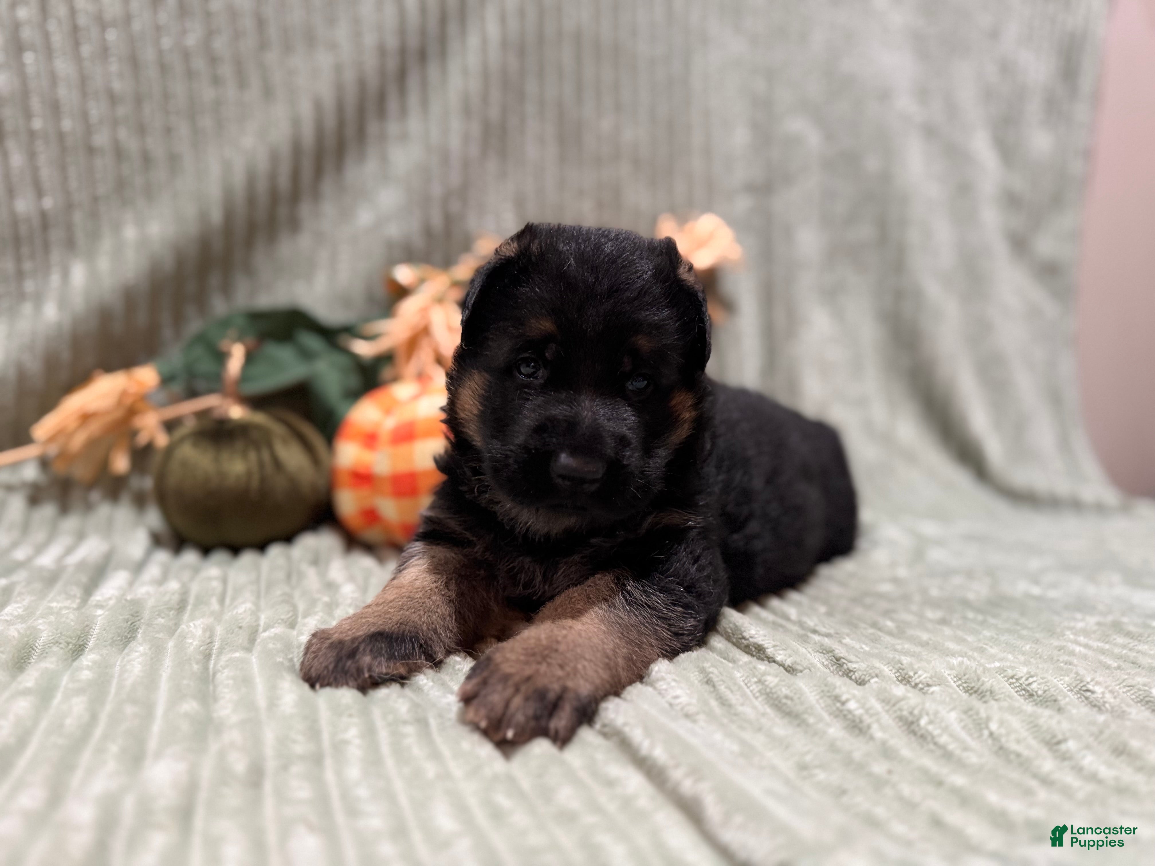 German Shepherd dogs Max - Ad 2