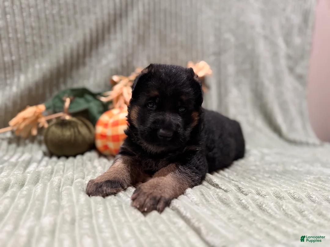 German Shepherd dogs for sale: Max - Ad 2