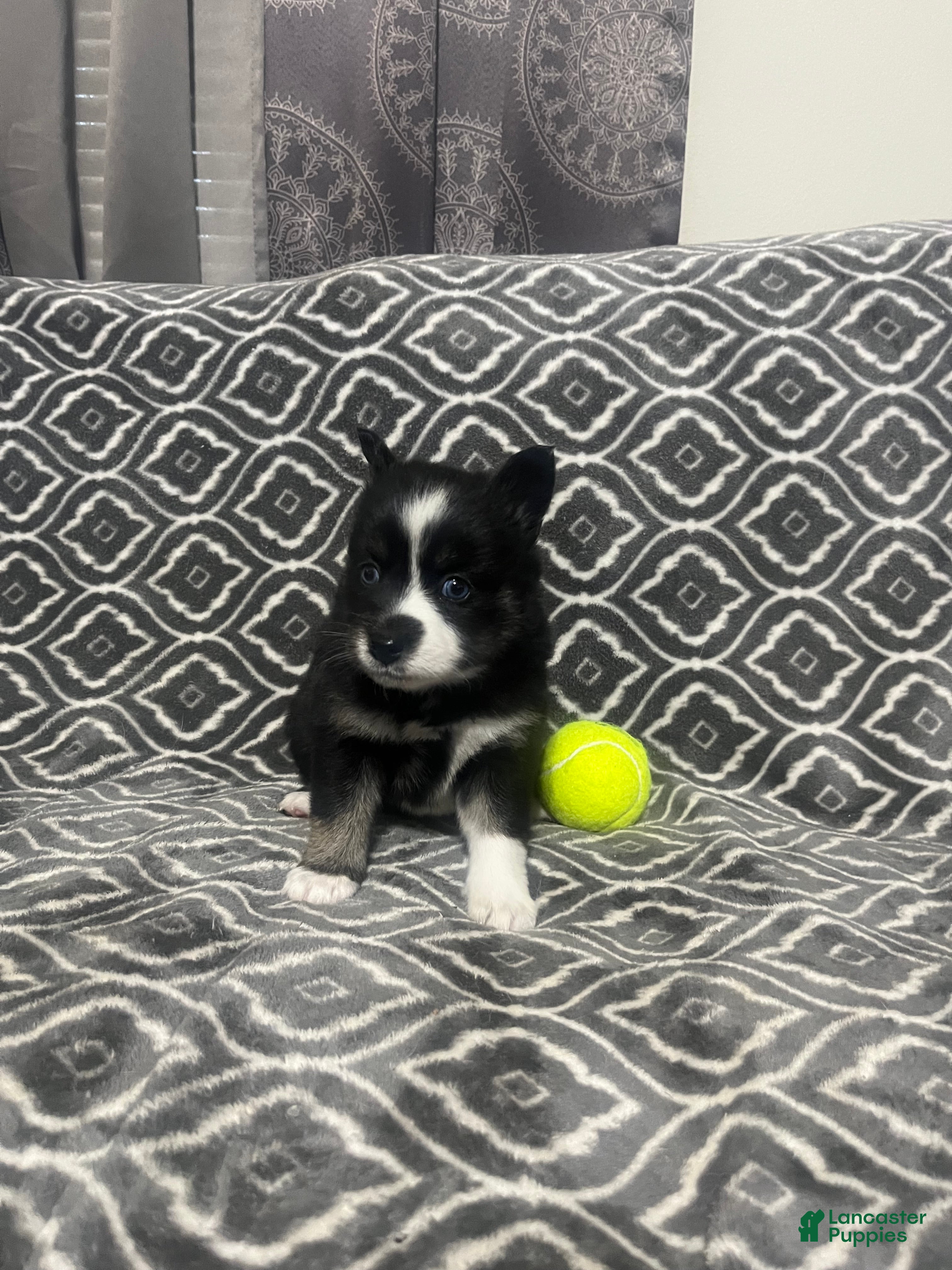 Pomsky dogs Two faced  - Ad 15