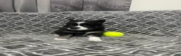 Pomsky dogs for sale: Two faced  - Ad 1