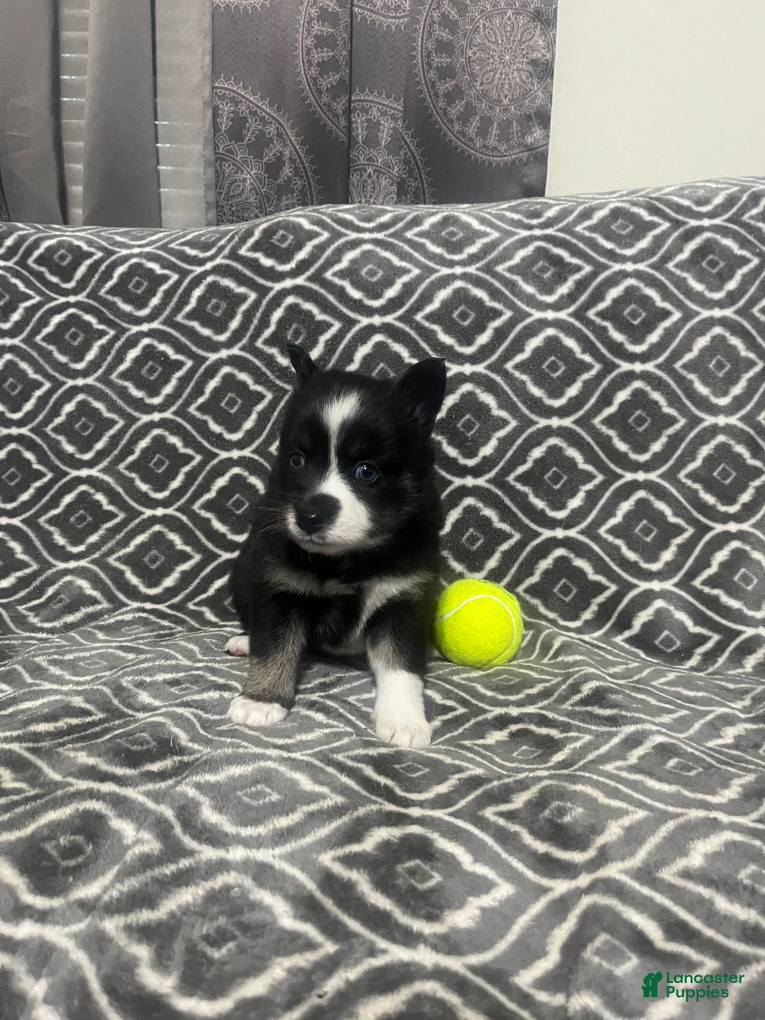 Pomsky dogs for sale: Two faced  - Ad 1