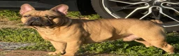 French Bulldog dogs for stud: Pacino - Ad 3