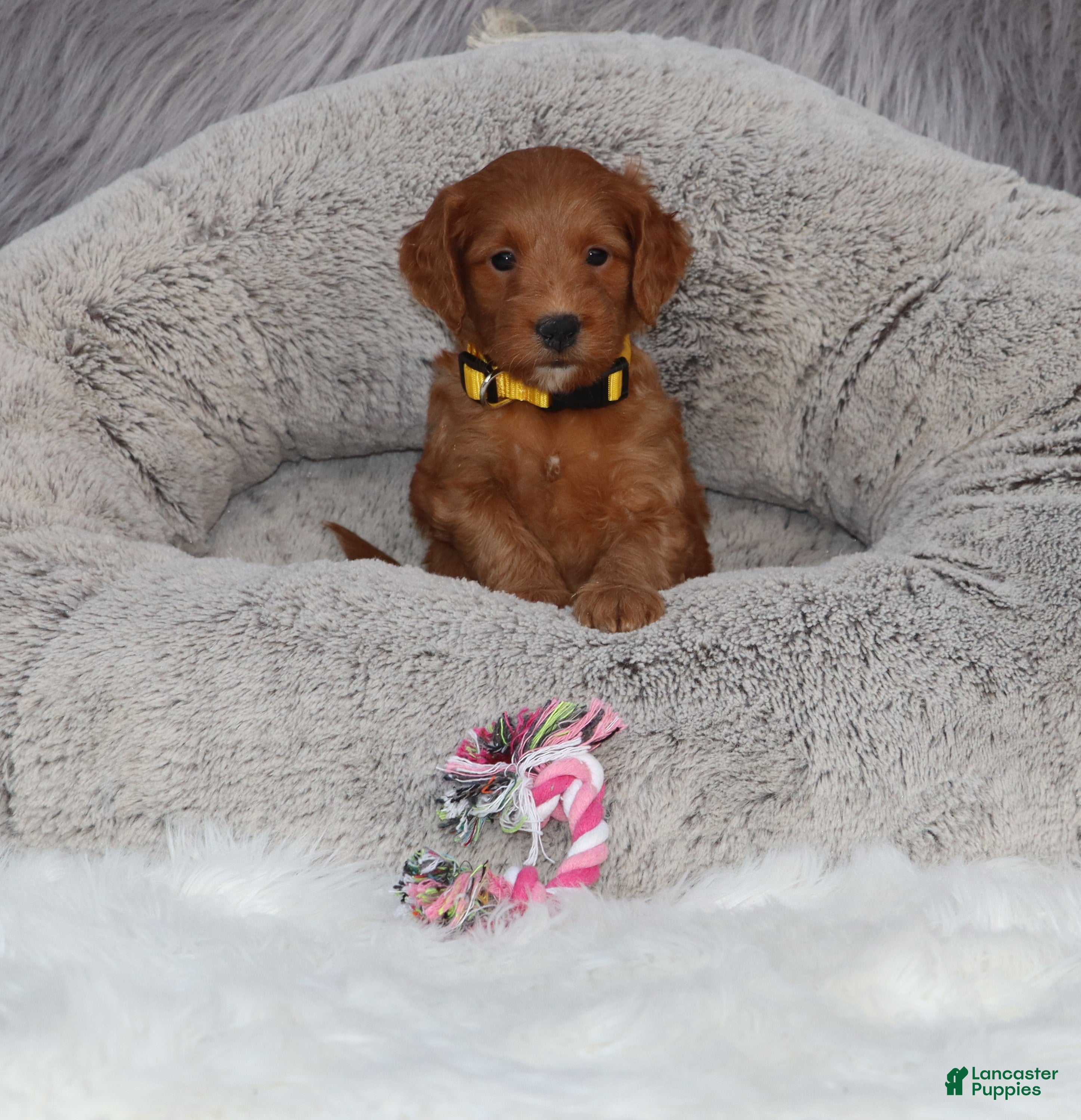 Mini Goldendoodle dogs Muffin 🌷GenClearParents - Ad 2
