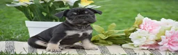 French Bulldog dogs for sale: Violet - Ad 6