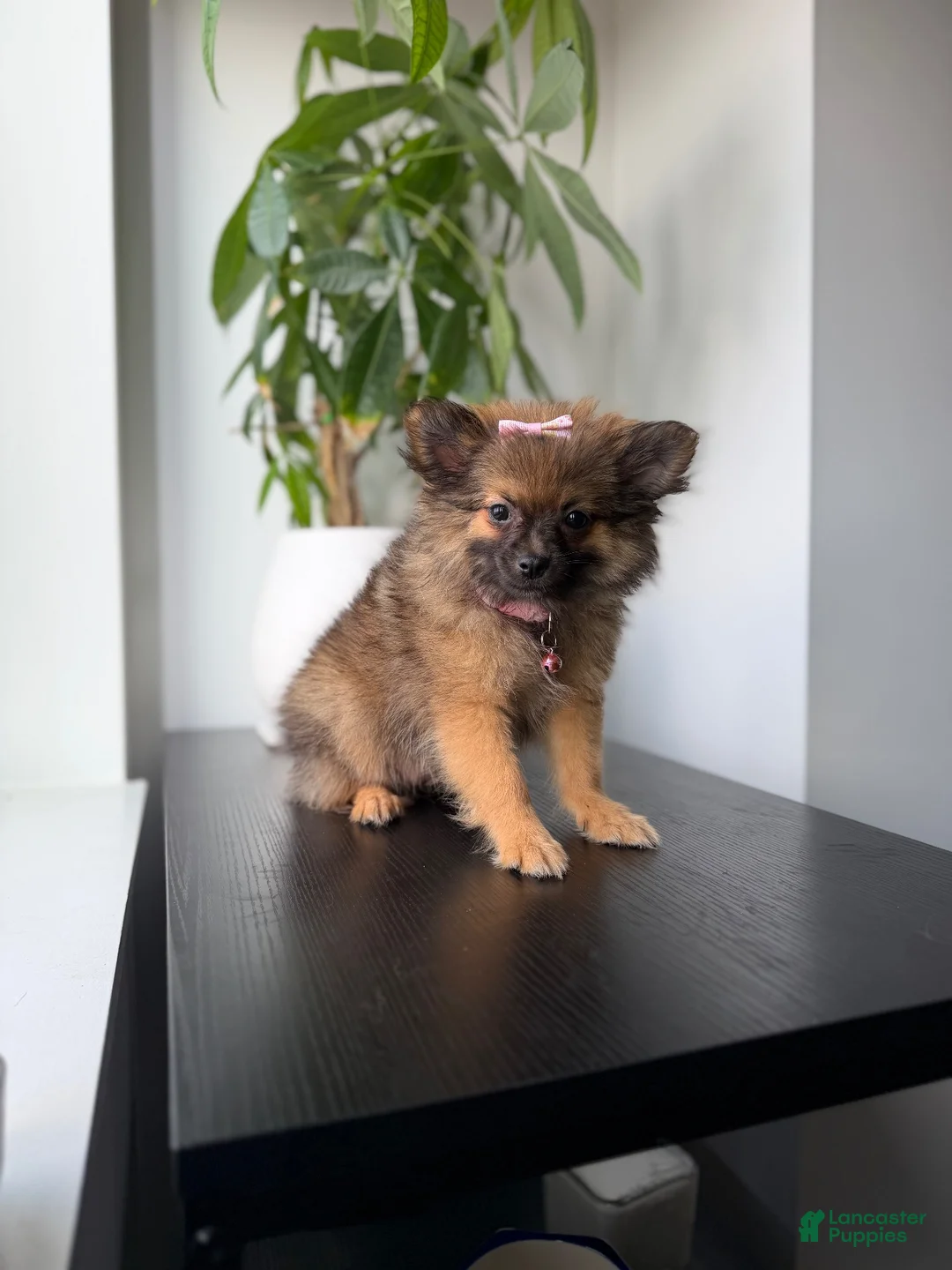 Pomeranian dogs for sale: Teacup Ginger - Ad 3