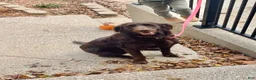 Goldendoodle dogs for sale: Hershey - Ad 3