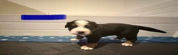 Bernese Mountain Dog dogs for sale: Blue - Ad 5