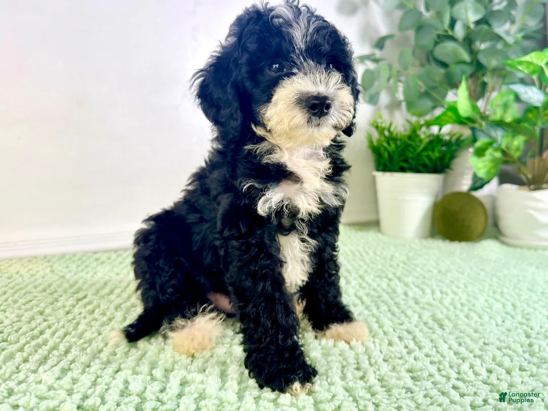 Bernedoodle dogs for sale: Freddy - Ad 2
