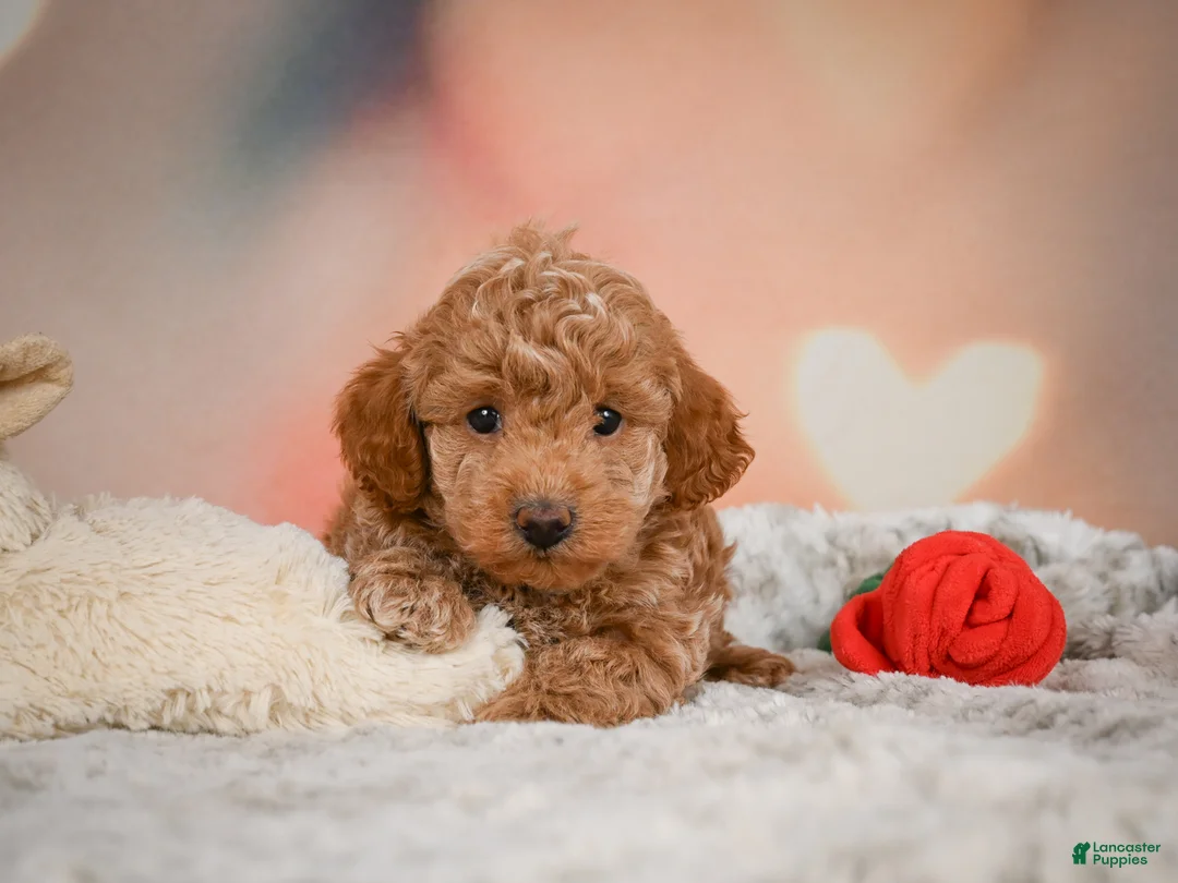 Toy Poodle dogs for sale: Davis - Ad 2