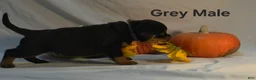 Rottweiler dogs for sale: Grey - Ad 3