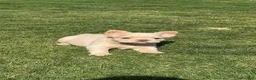French Bulldog dogs for sale: Daisy - Ad 7
