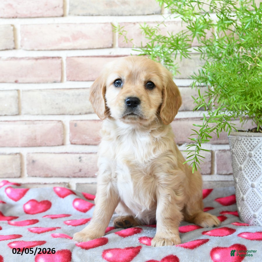 Miniature Golden Retriever dogs Juliet - Ad 10