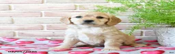 Miniature Golden Retriever dogs for sale: Juliet - Ad 1