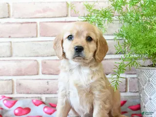 Miniature Golden Retriever dogs Juliet - Ad 11
