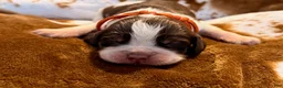 English Springer Spaniel dogs for sale: Liver try roan-Male - Ad 4