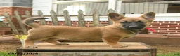Mixed Breed dogs for sale: Tina Beth - Ad 3