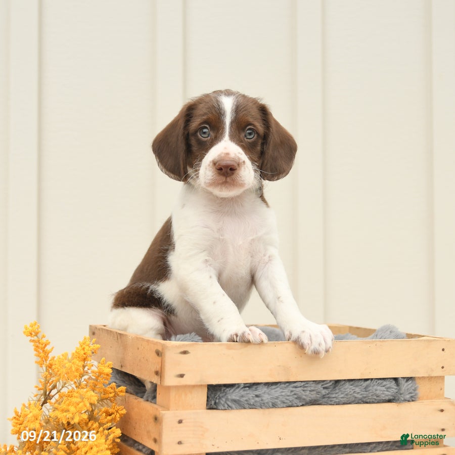 Mixed Breed dogs Fletcher - Ad 1