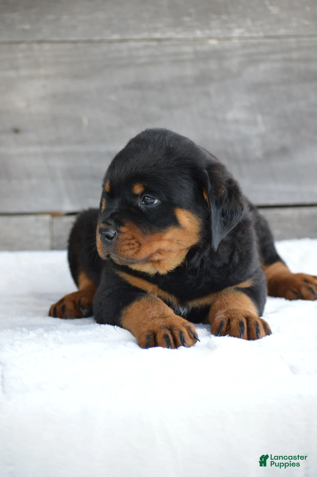 Rottweiler dogs for sale: Randy - Ad 5
