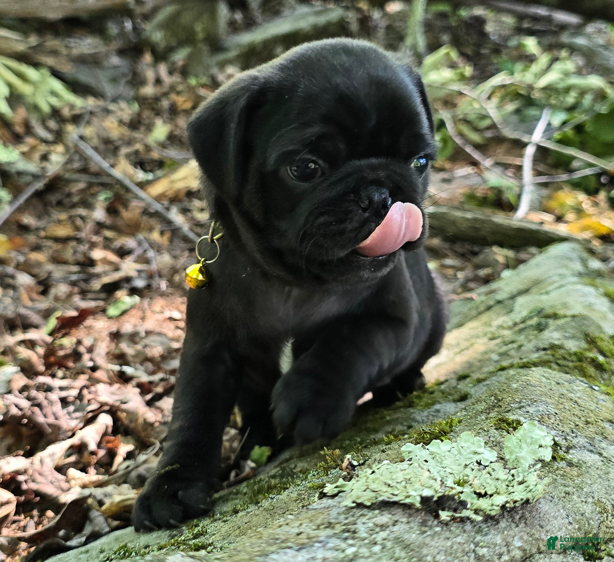 Pug dogs Brittney - Ad 1