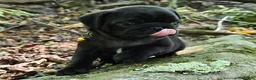 Pug dogs for sale: Brittney - Ad 1