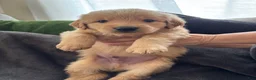 Mixed Breed dogs for sale: Brown Collar - Ad 1