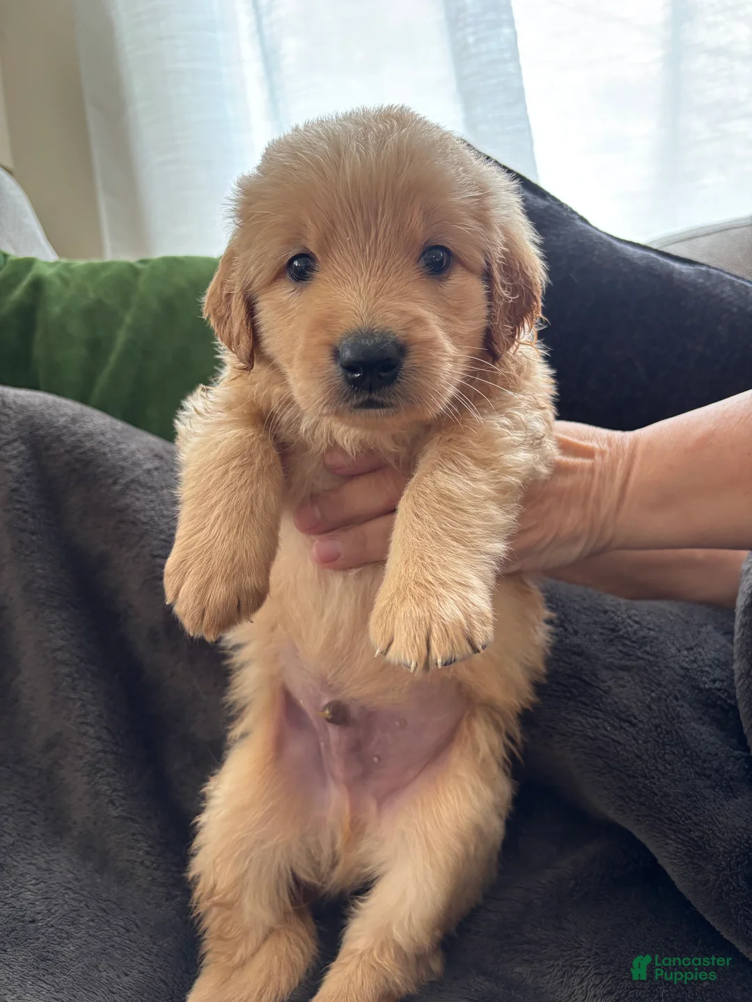Mixed Breed dogs for sale: Brown Collar - Ad 1