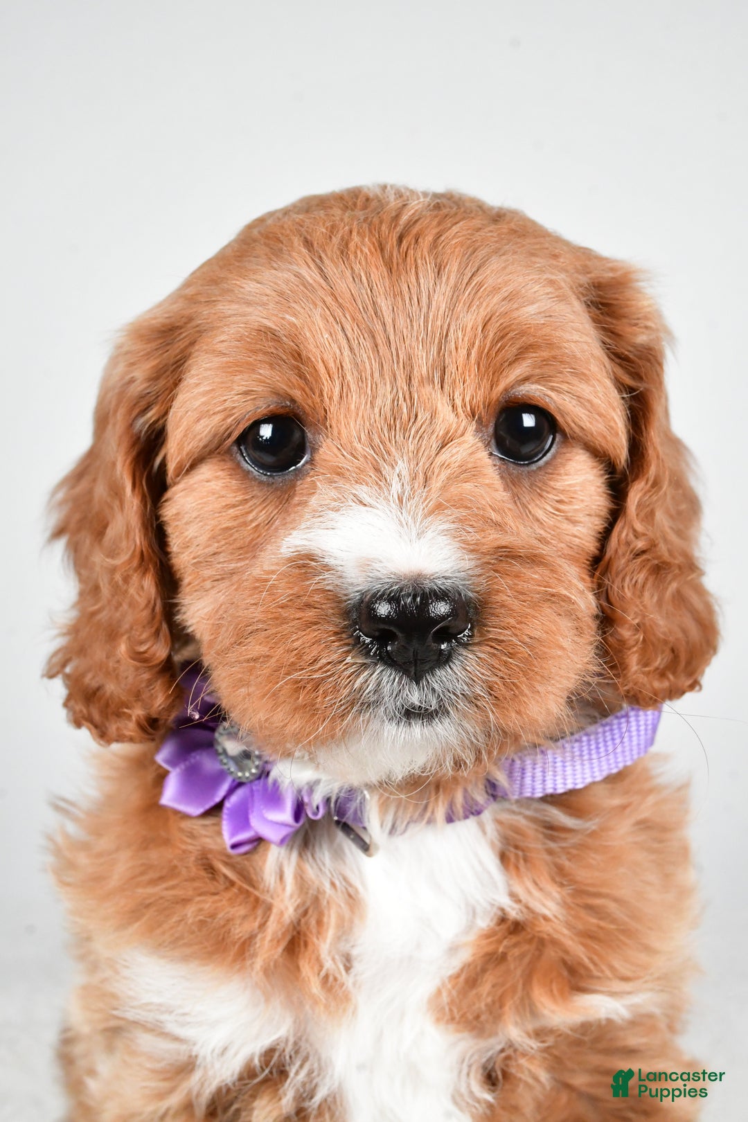 Cavapoo dogs for sale: Abigail - Ad 6