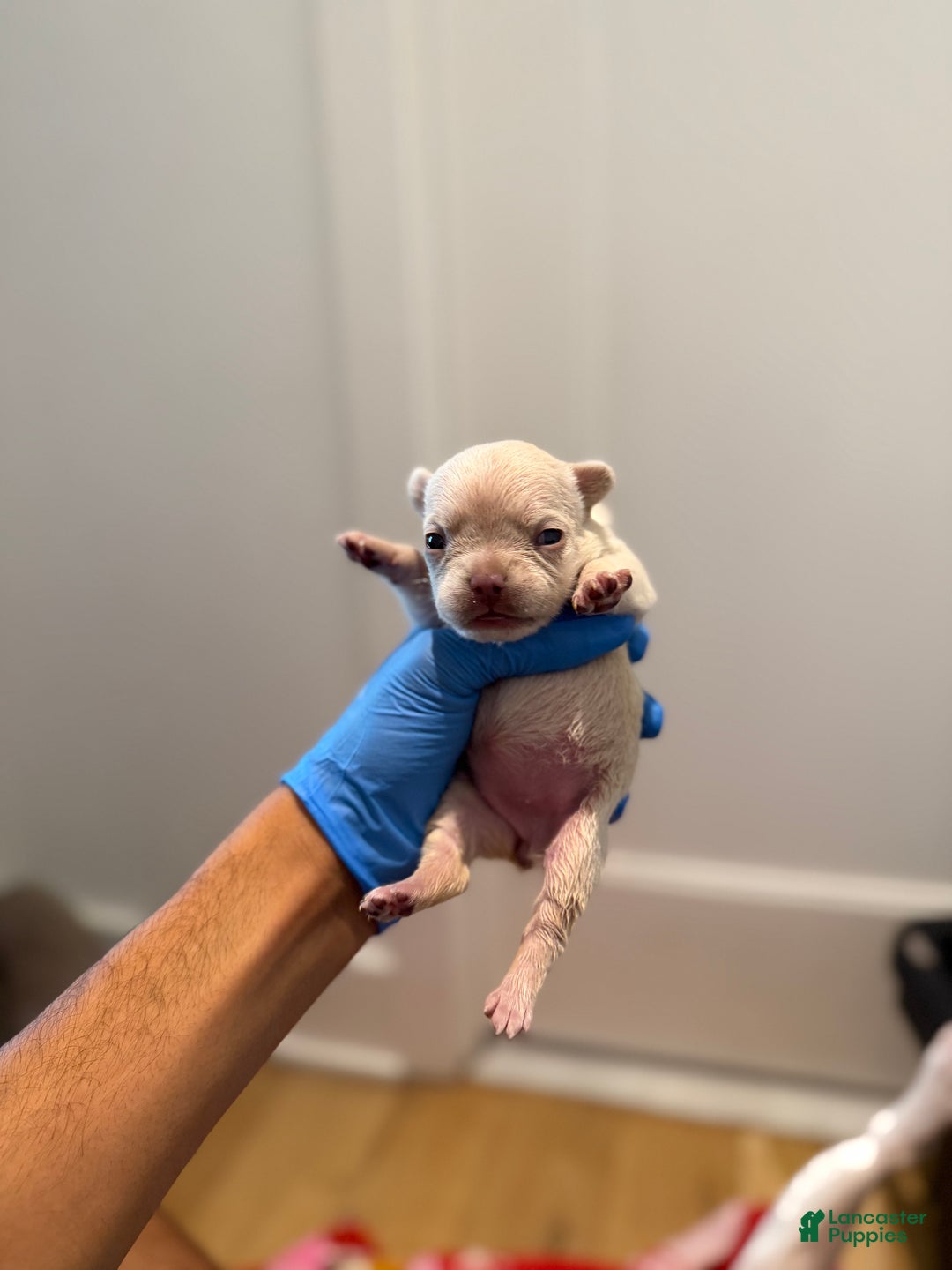 French Bulldog dogs for sale: Isabella - Ad 9