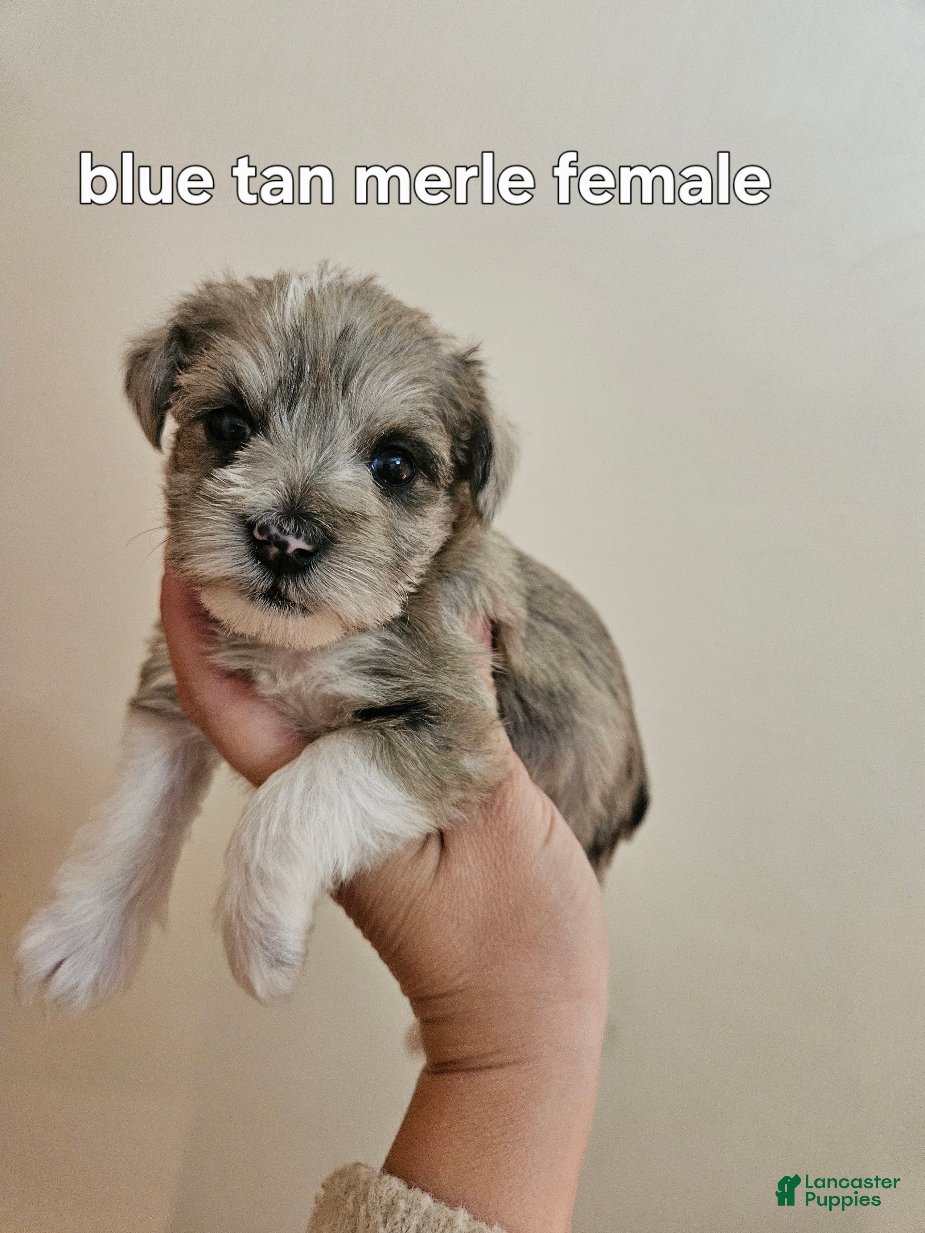 Miniature Schnauzer dogs Blue tan merle female blue eye  - Ad 22
