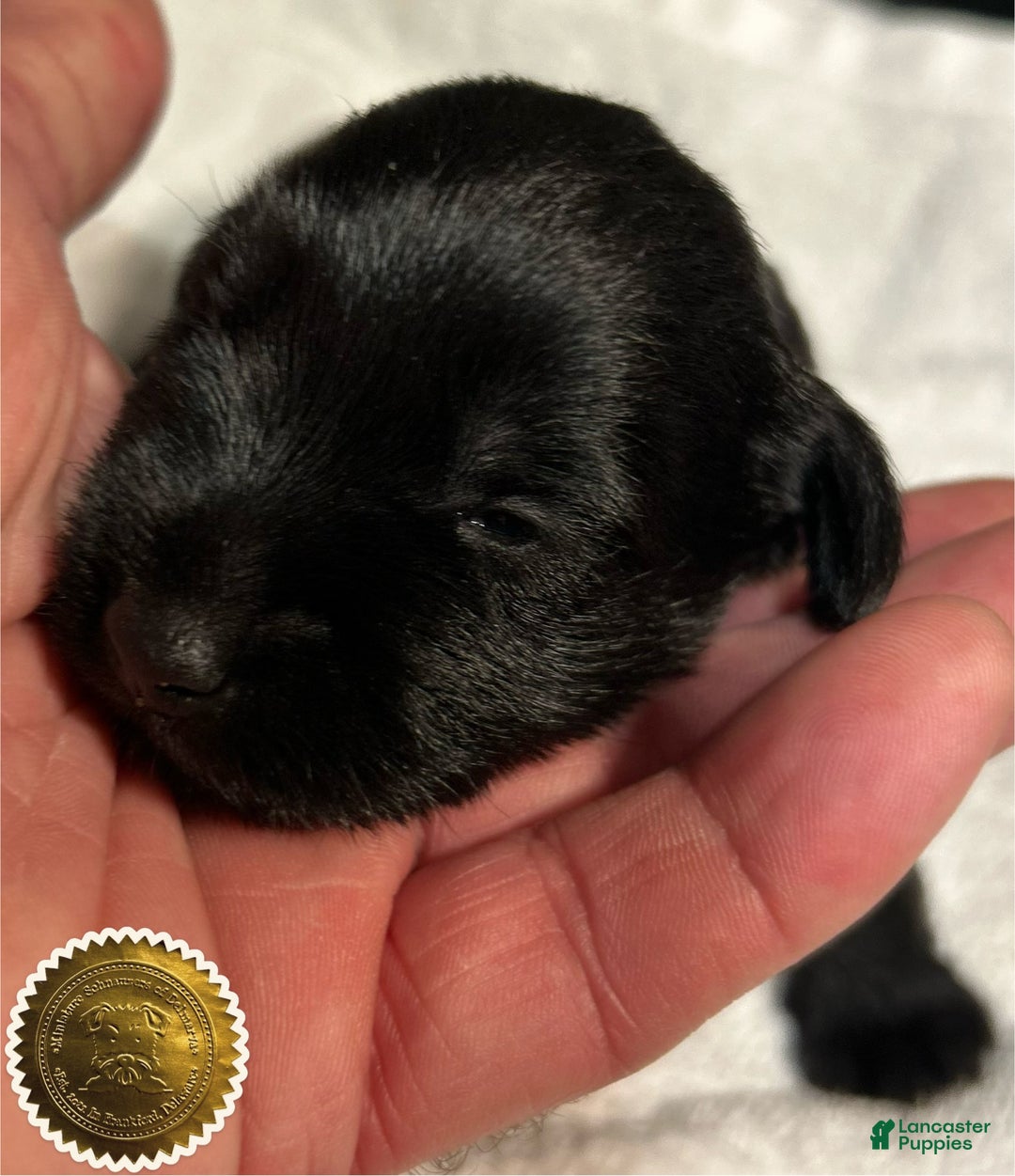 Miniature Schnauzer dogs for sale: Miniature Schnauzer Puppy 4 - Ad 14