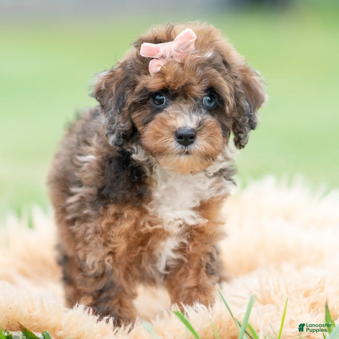 Toy Poodle dogs for sale: Star - Ad 2