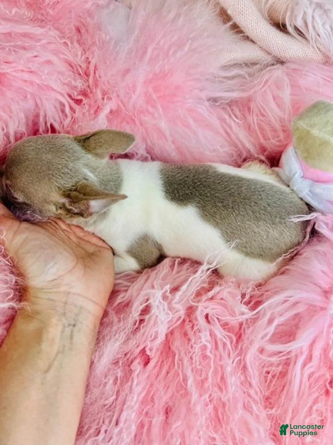 Chihuahua dogs for sale: Chihuahua Puppy 1 - Ad 4