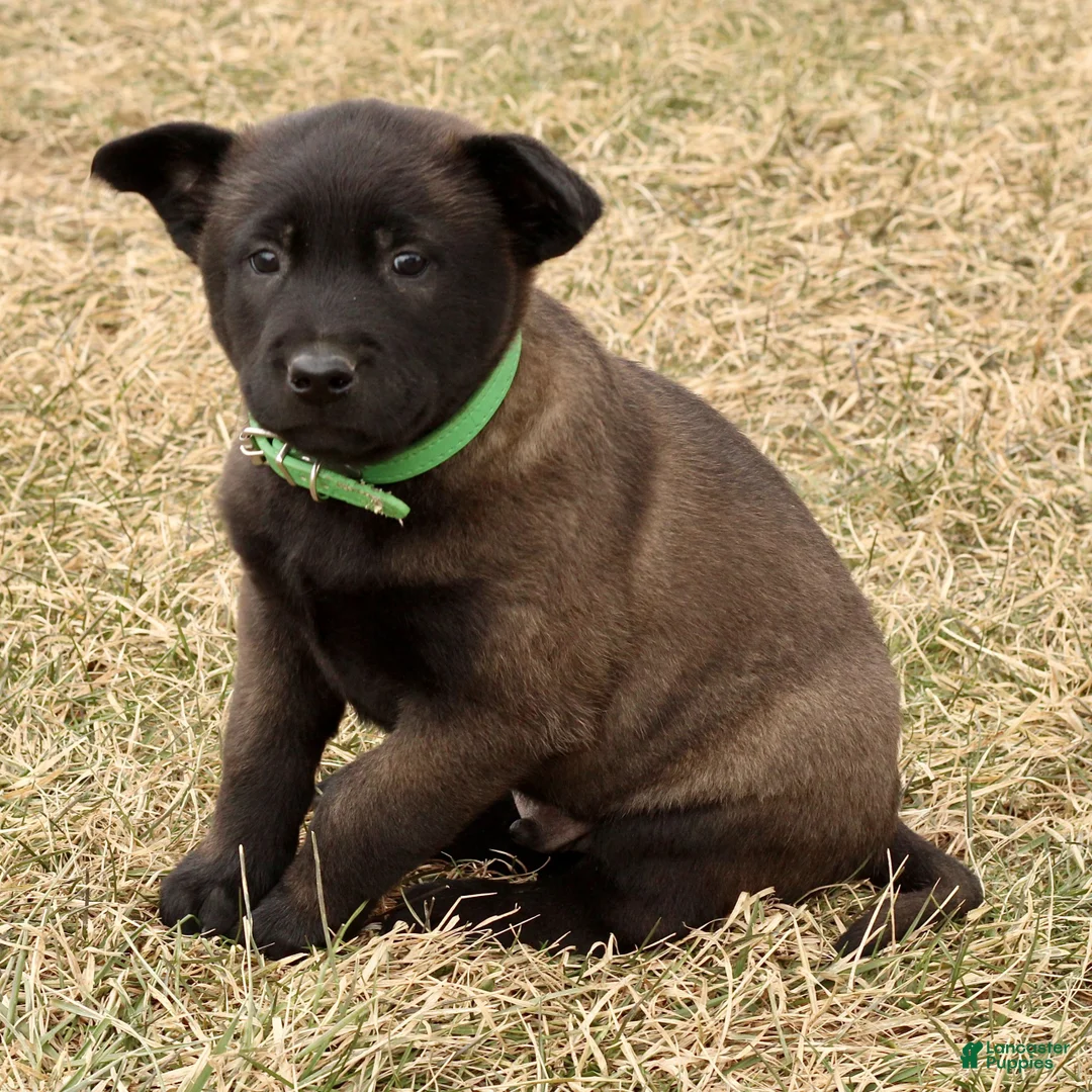 Belgian Malinois dogs for sale: Arlo  - Ad 6