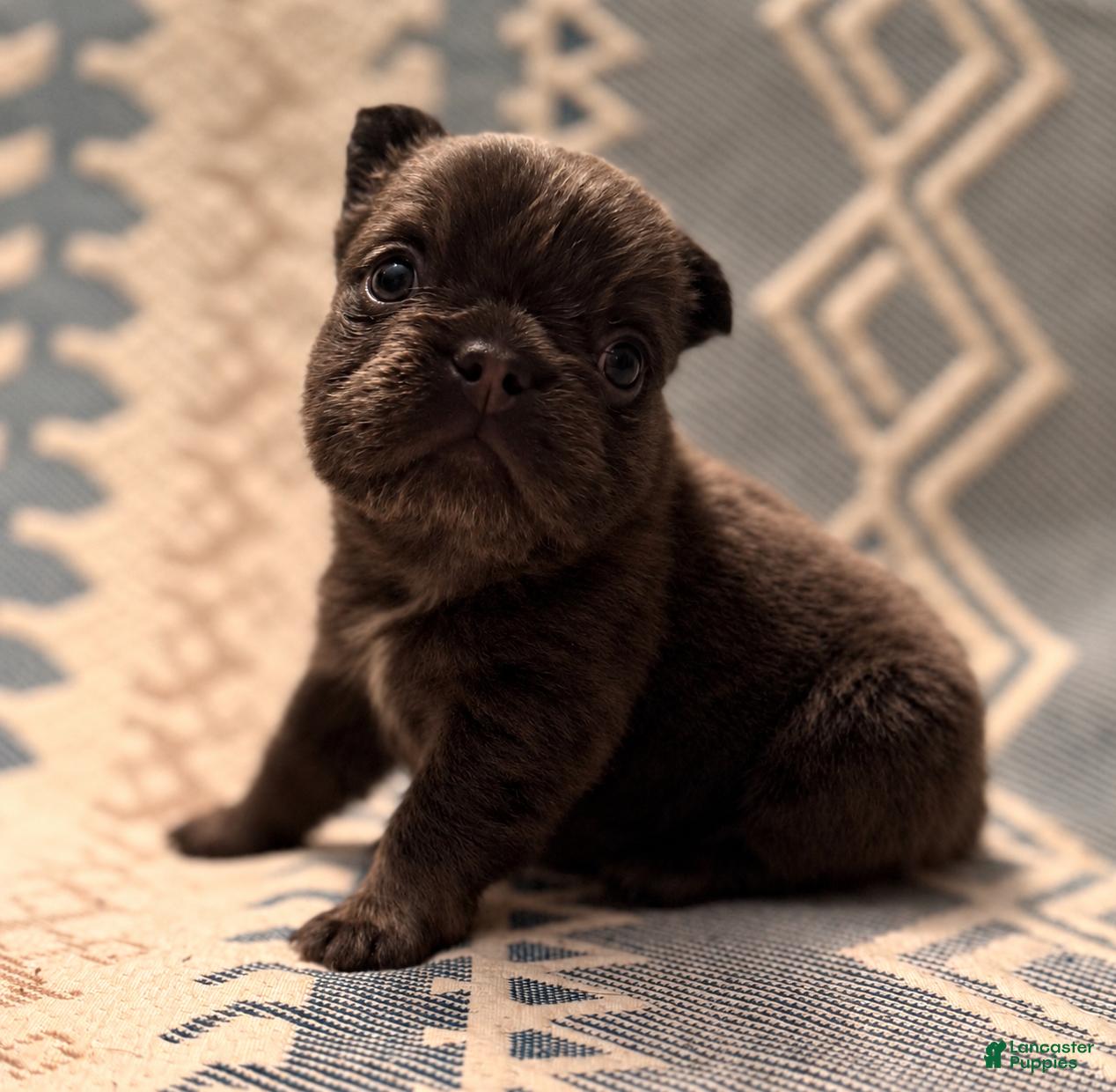 French Bulldog dogs Stella - Ad 1