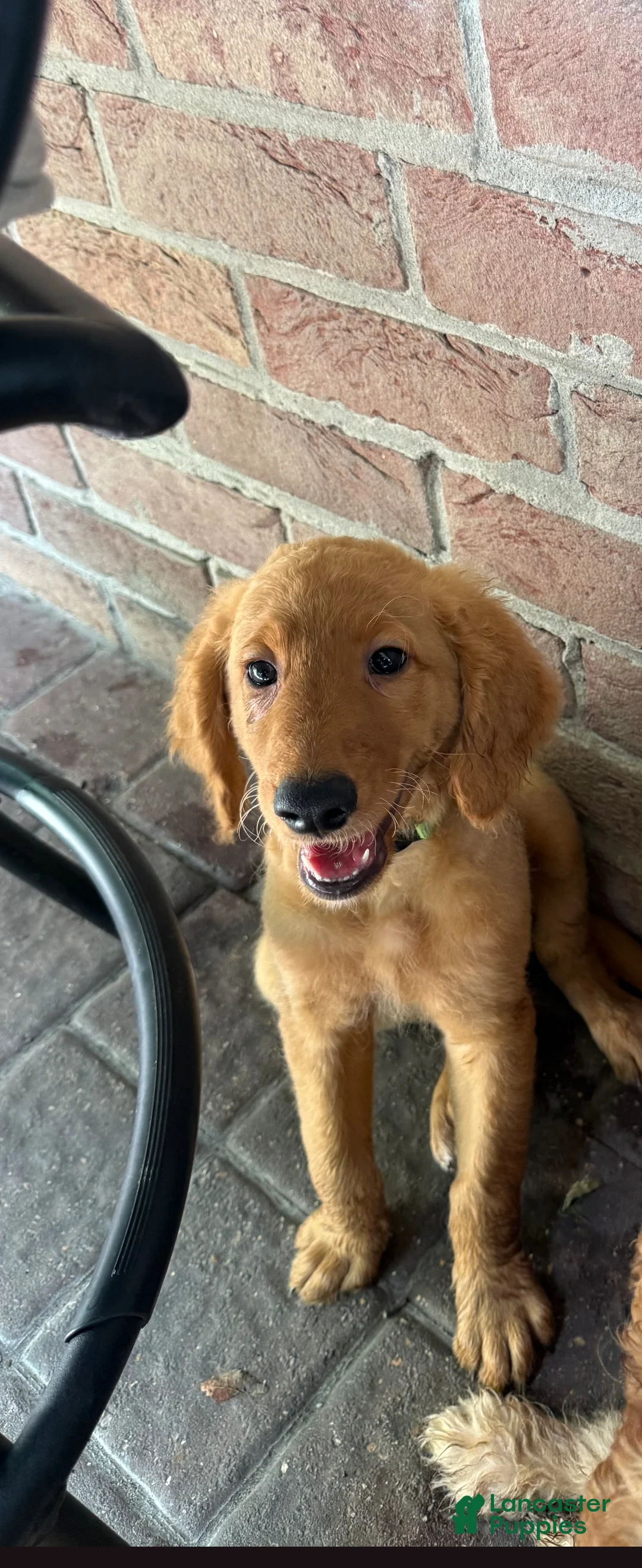Goldendoodle dogs for sale: Goldendoodle 1 - Ad 1