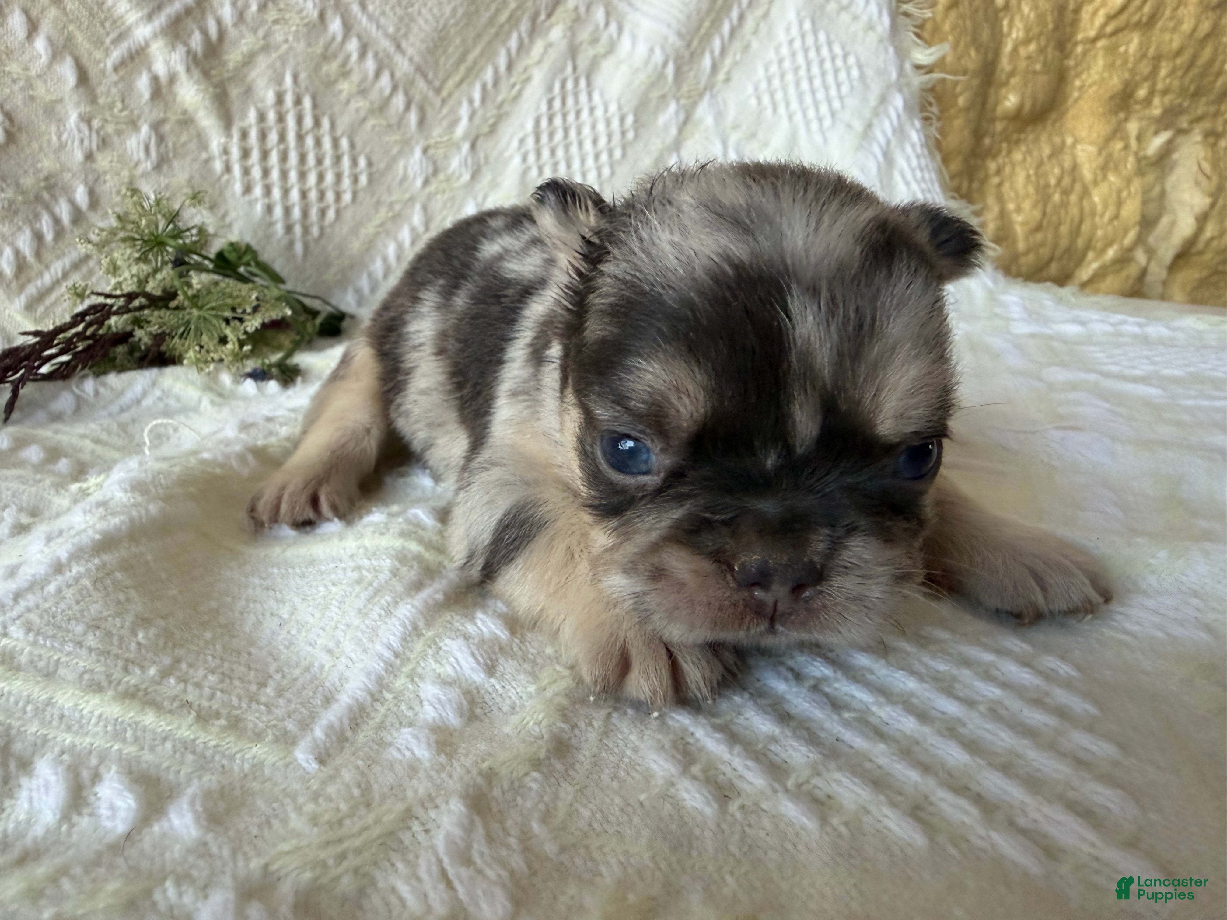 French Bulldog